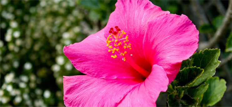 hibiscus