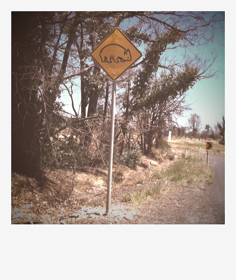 Wombat Crossing