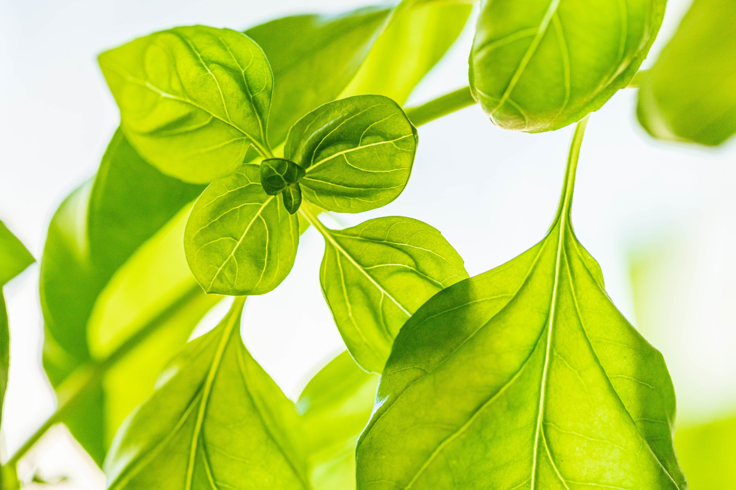 Basil leaves with light shining through behind them