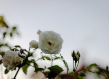 White roses