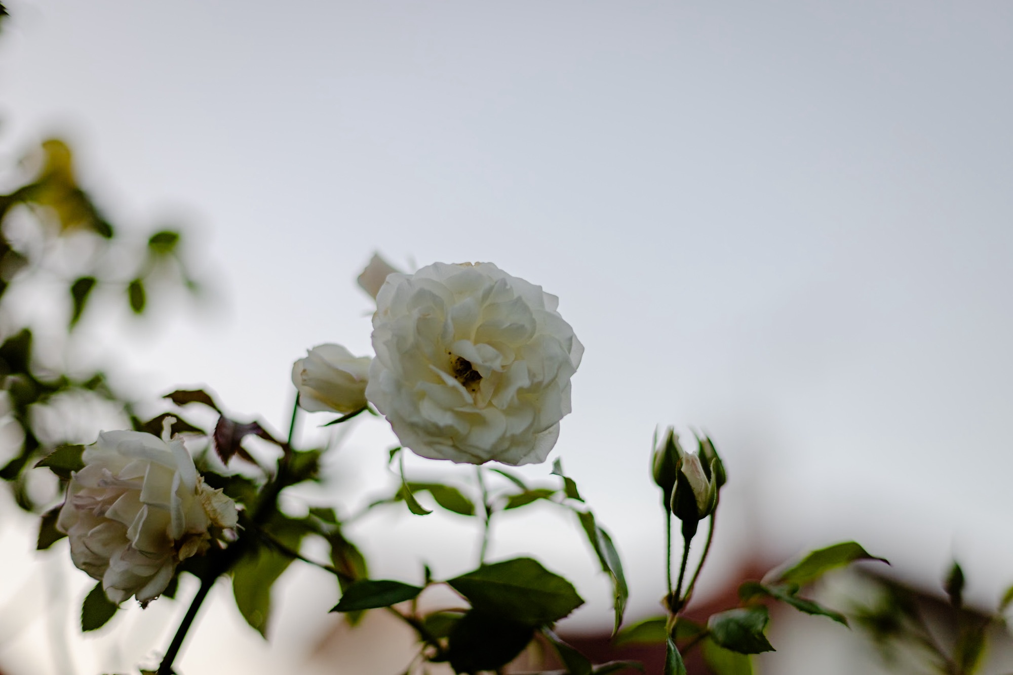 White roses