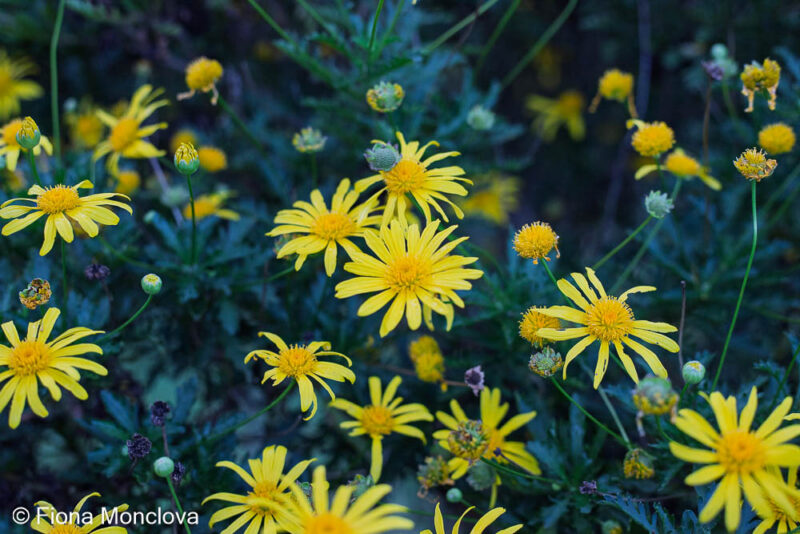 Yellow daisies