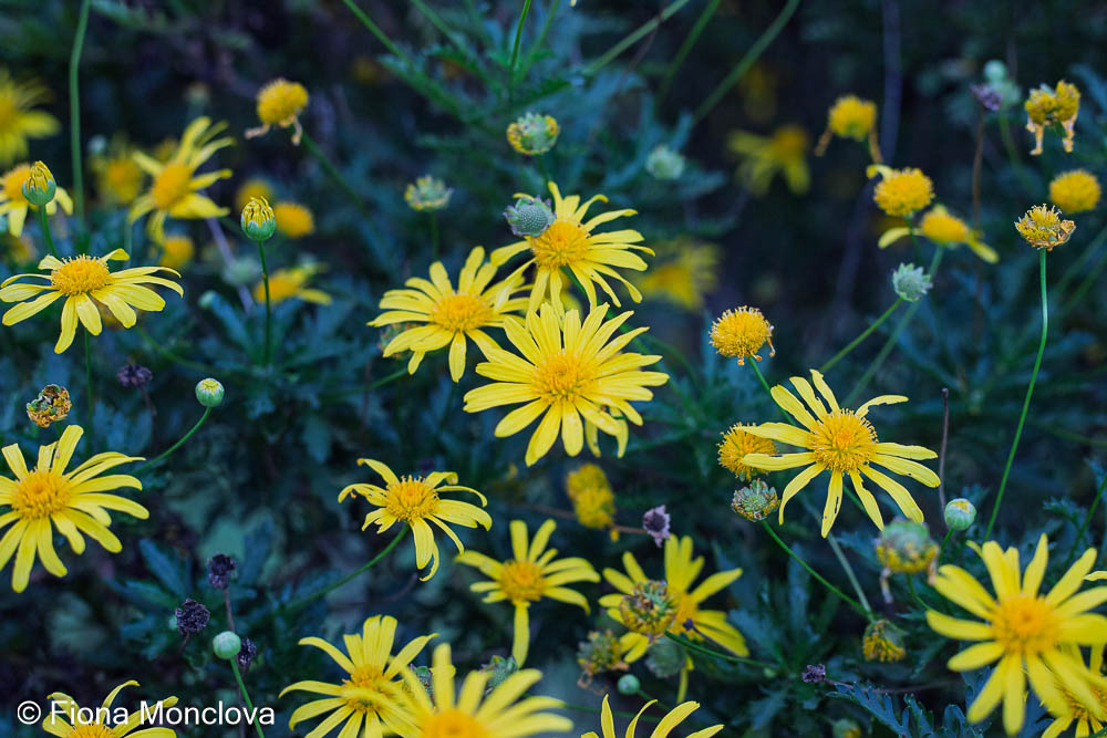 Yellow daisies